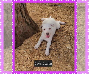 Mutt Dogs for adoption in Granbury, TX, USA