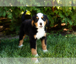 Small Photo #1 Bernese Mountain Dog Puppy For Sale in WOLCOTTVILLE, IN, USA