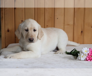 Labrador Retriever Puppy for sale in SHILOH, OH, USA