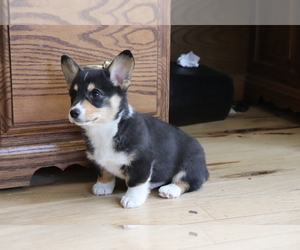 Pembroke Welsh Corgi Puppy for sale in SHILOH, OH, USA