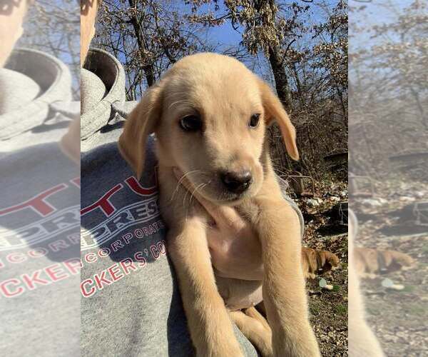 Medium Photo #1 Labrador Retriever Puppy For Sale in Palatine/Kildeer/Buffalo grove, IL, USA