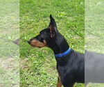 Small #7 Doberman Pinscher