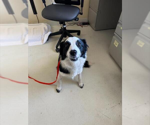 Medium Photo #1 Border Collie Puppy For Sale in Santa Cruz, CA, USA