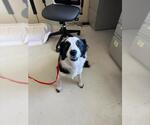 Small Border Collie