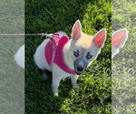 Small #109 Pomsky