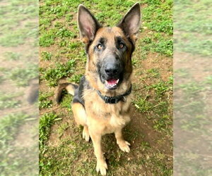 German Shepherd Dog Dogs for adoption in Sacramento, CA, USA