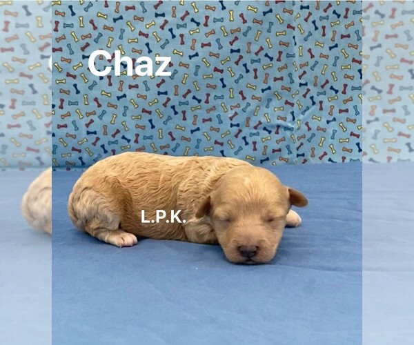 Medium Photo #1 Maltipoo Puppy For Sale in WINNSBORO, LA, USA