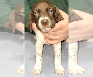 German Shorthaired Pointer Puppy for Sale in SOUTH HAVEN, Michigan USA