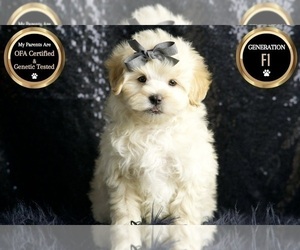 Medium Maltipoo