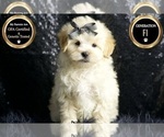 Puppy Uko F1 Maltipoo