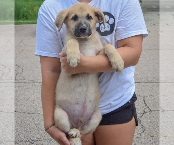 Medium Photo #3 Anatolian Shepherd-German Shepherd Dog Mix Puppy For Sale in Huntley, IL, USA