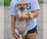 Small #2 Anatolian Shepherd-German Shepherd Dog Mix