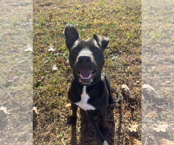 Medium Photo #8 Beagle-Unknown Mix Puppy For Sale in Rustburg, VA, USA