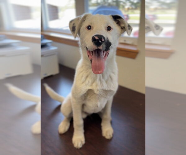 Medium Photo #1 Australian Shepherd-Irish Wolfhound Mix Puppy For Sale in Bemidji, MN, USA