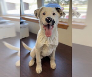 Australian Shepherd-Irish Wolfhound Mix Dogs for adoption in Bemidji, MN, USA