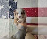 Small Photo #14 Miniature Australian Shepherd Puppy For Sale in CHEYENNE, WY, USA