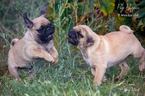 Small Photo #1 Pug Puppy For Sale in MEDICAL LAKE, WA, USA