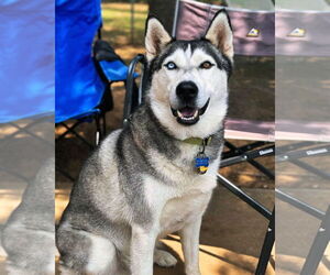 Siberian Husky Dogs for adoption in Carrollton, TX, USA