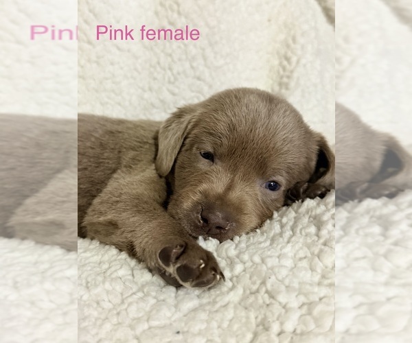 Medium Photo #13 Labrador Retriever Puppy For Sale in LINDEN, MI, USA