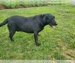 Small Photo #7 Labrador Retriever Puppy For Sale in CATO, NY, USA