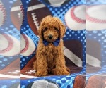 Small Photo #4 Goldendoodle Puppy For Sale in COCHRANVILLE, PA, USA