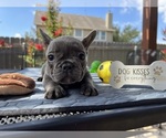 Small #12 French Bulldog