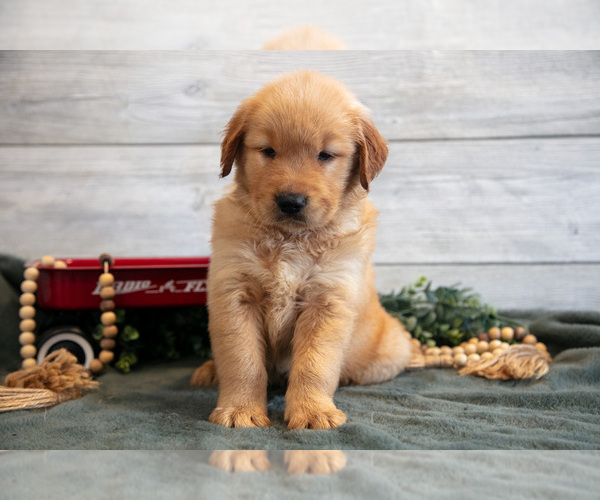 Medium Photo #6 Golden Retriever Puppy For Sale in MIDDLEBURY, IN, USA
