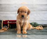 Small Photo #6 Golden Retriever Puppy For Sale in MIDDLEBURY, IN, USA