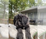 Small Photo #5 Border Collie-Goldendoodle Mix Puppy For Sale in BLUE RIDGE, GA, USA