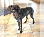 Small German Shorthaired Pointer