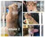 Small Photo #1 Collie Puppy For Sale in FULLERTON, NE, USA