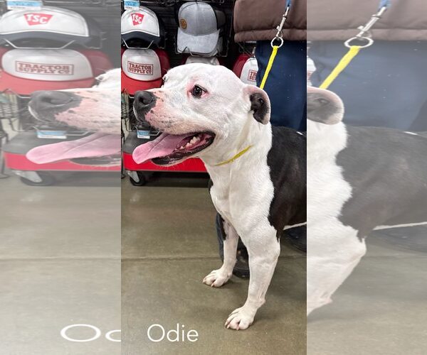 Medium Photo #2 American Bulldog-Unknown Mix Puppy For Sale in Parker Ford, PA, USA