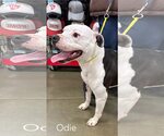 Small #1 American Bulldog Mix