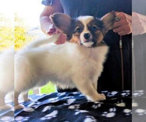 View Ad: Papillon Puppy for Sale near New Jersey, PATERSON, USA. ADN-23006