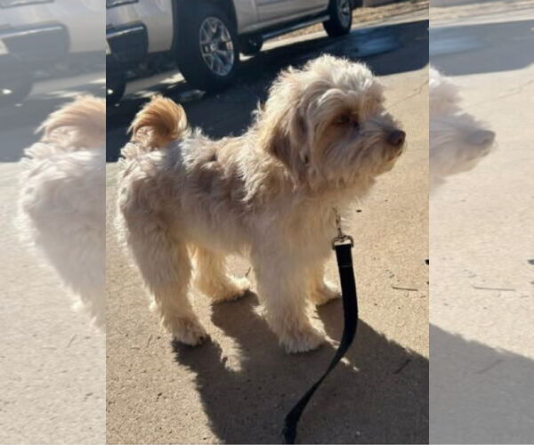 Medium Photo #3 Maltipoo (Miniature) Puppy For Sale in Grafton, WI, USA