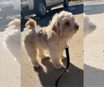 Small #2 Maltipoo (Miniature)