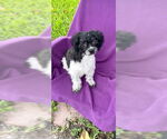 Small #2 Shih Tzu