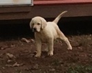 Small Photo #5 Labrador Retriever Puppy For Sale in BARNESVILLE, GA, USA