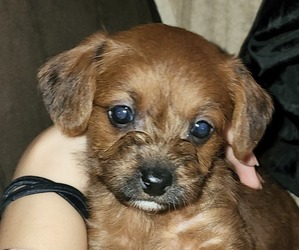 Cairn Terrier-Poodle (Toy) Mix Puppy for sale in MINNEAPOLIS, MN, USA