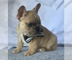 Small Photo #14 French Bulldog Puppy For Sale in CORONA, CA, USA
