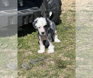 Chinese Crested Puppy for sale in MOUNTAIN HOME, AR, USA