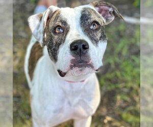 Mutt Dogs for adoption in Canton, CT, USA
