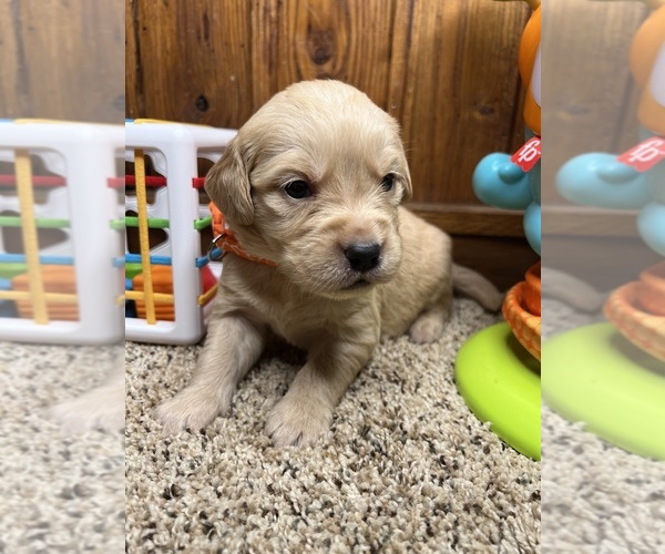 Medium Photo #12 Golden Retriever Puppy For Sale in NEOLA, WV, USA