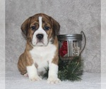 Small Photo #1 Beabull Puppy For Sale in APPLE CREEK, OH, USA