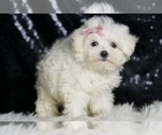 Small #3 Maltese