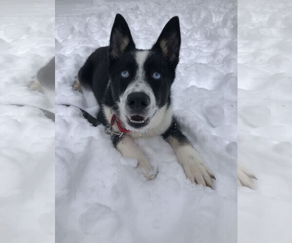 Medium Photo #3 Siberian Husky-Unknown Mix Puppy For Sale in Wakefield, RI, USA