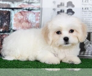 Zuchon Puppy for sale in BEL AIR, MD, USA