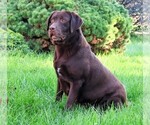 Small Photo #1 Labrador Retriever Puppy For Sale in SYRACUSE, IN, USA