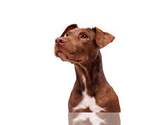 Small #15 Labrador Retriever Mix