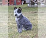 Small Photo #1 Australian Cattle Dog Puppy For Sale in HYDE PARK, VT, USA